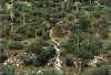 Saguaro NAtional Park