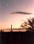 Saguaro Sunset