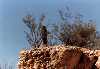 Saguaro National Park 