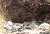 Saguaro National Park