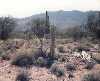 Saguaro Nation PArk