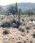 Saguaro Nation Park