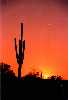 Saguaro Sunset