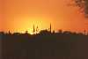 Saguaro Sunset