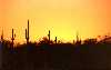 Saguaro Sunset